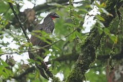 Cauca Guan